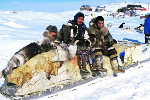 Canada xin lỗi vì giết chó kéo xe, tước sinh kế của cộng đồng người bản địa
