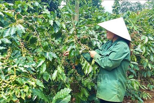 Phát triển cây trồng chủ lực, có thế mạnh cạnh tranh