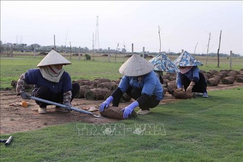 Khai thác thế mạnh cây trồng vùng đất bãi bồi ven sông
