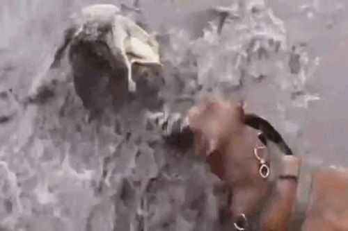 CLIP: Cuộc đối đầu nảy lửa giữa chó Pitbull và cá sấu, cái kết đầy bất ngờ