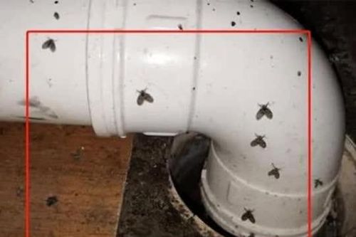 Hóa ra côn trùng bay nhỏ sợ nhất loại nước này! Đặt một cái bát ở nhà và tiêu diệt hết ngay lập tức