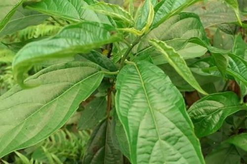 Cây dại mọc bờ bụi, nay thành đặc sản dân thành phố tranh nhau mua, 80.000 đồng/kg