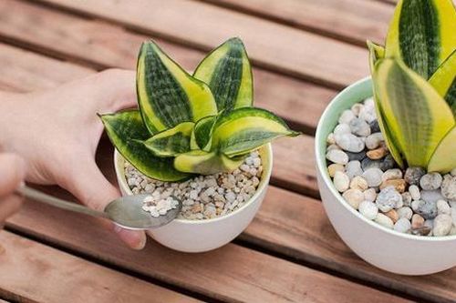 4 loại cây cây thu tài hút lộc, trồng trong nhà cả năm tiền vào như nước, chỉ từ 60.000 đồng/cây