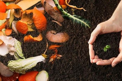 5 giải pháp xử lý rác thải thực phẩm, tránh lãng phí, giảm thiểu ô nhiễm môi trường