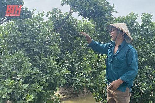 Chăm sóc đào, quất chuẩn bị cho thị trường tết