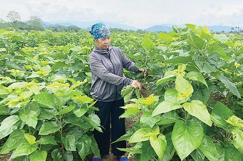 Nông dân và doanh nghiệp nông nghiệp 'ao ước' được nộp thuế VAT