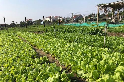 Dự án 'Hội An - Làng nghề lên số' nhận giải thưởng quốc tế Kotler Awards 2024