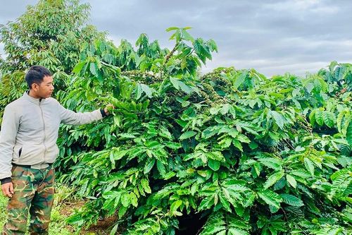 Tái canh cà phê không đạt kế hoạch