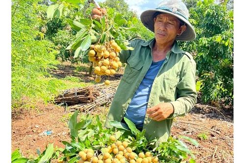 Xây dựng mã số vùng trồng để xuất khẩu nhãn T6