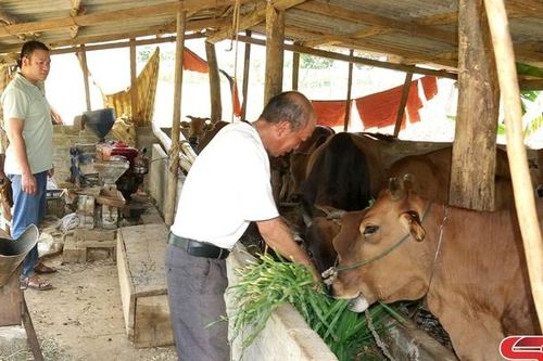 Động lực thúc đẩy chăn nuôi bền vững