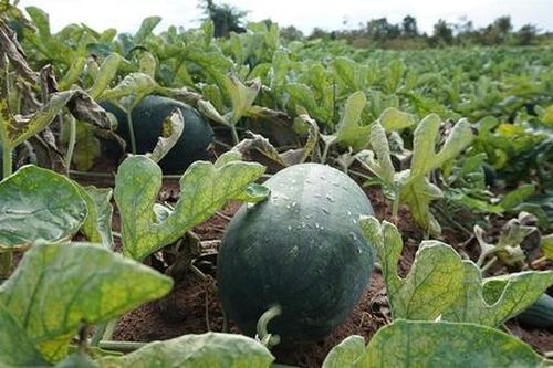 Bất ngờ dưa hấu giảm giá hơn một nửa, nhiều nhà vườn vứt bỏ vì quá rẻ