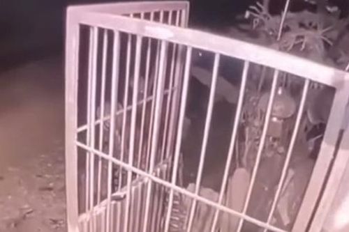 Chó béc giê cắn tử vong bé gái, chủ nuôi chó bị khởi tố