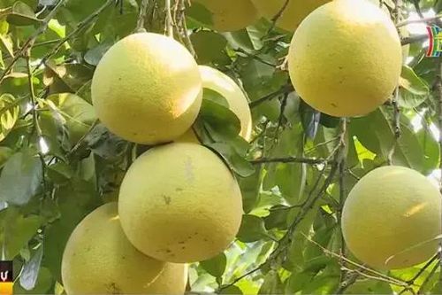 Thẩm định cây bưởi đầu dòng Tam Vân