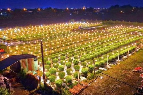 Làng hoa nổi tiếng Quảng Trị chong đèn xuyên đêm vào vụ Tết