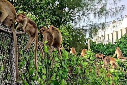 Khỉ sổng chuồng quậy 'tưng bừng' đồn cảnh sát