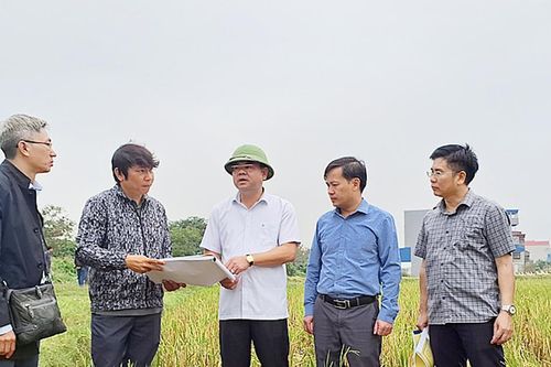 Nam Định: Bắt đầu bàn giao cọc GPMB, mốc lộ giới phục vụ triển khai dự án cao tốc CT.08