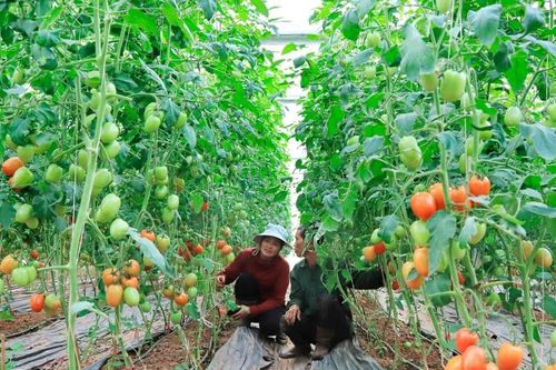 Hợp tác xã An Tâm tích cực sản xuất rau phục vụ thị trường Tết