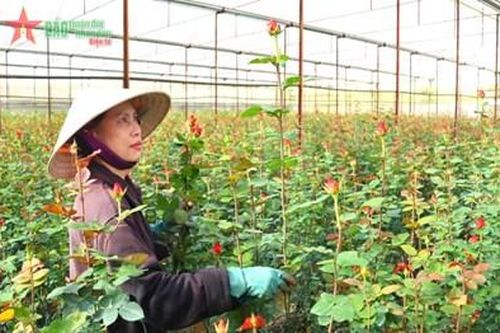 Hoa Đà Lạt - khát vọng vươn xa...
