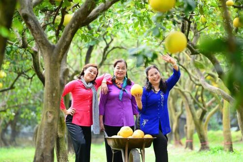 Vườn bưởi Diễn vàng ươm thu hút số đông du khách tới chụp hình