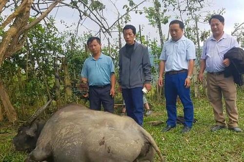 Trâu bò của người dân ở xã miền núi chết bất thường hàng loạt