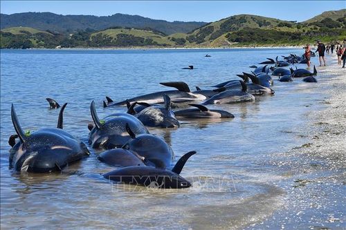 Giải cứu hàng chục cá voi hoa tiêu mắc cạn tại New Zealand