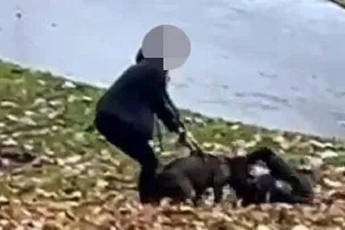 Chó Pitbull cắn cậu bé 14 tuổi, chủ chó vội lao tới giải cứu