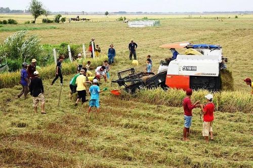 Loài chuyên phá hoại mùa màng thành đặc sản đắt đỏ, nhiều người chi tiền triệu mua ăn