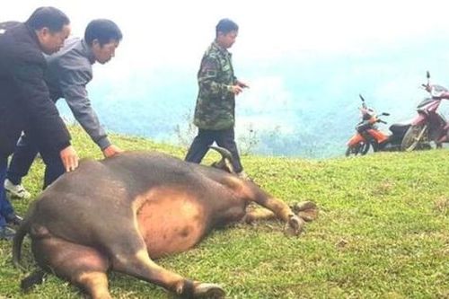 Hàng chục con trâu bò chết bất thường ở Nghệ An: Xác định nguyên nhân ban đầu