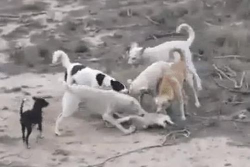 CLIP: Chó sói thoát chết ngoạn mục khi bị bầy chó nhà bao vây cắn xé
