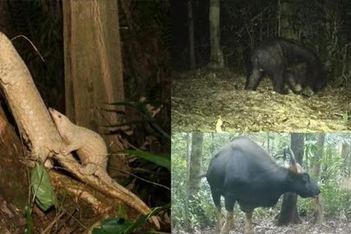 Việt Nam phát hiện nhiều thú quý hiếm, có loài đang nguy cấp, được thế giới truy lùng ráo riết