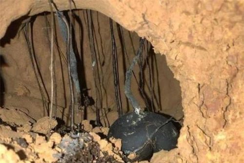 Loại nấm 'mọc trong tổ mối' đắt hơn vàng, nhưng vì sao người đào được không muốn bán?
