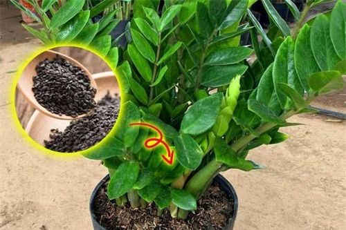 Muốn cây kim tiền phát tài, phát lộc? Đừng bỏ qua 5 bí quyết quan trọng này!