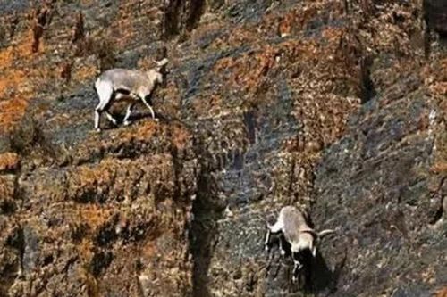 Dê trên cao nguyên Tây Tạng: Có thể nhảy và chạy trên vách đá dựng đứng, tại sao không bị rơi?