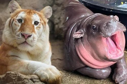 Sau hà mã Moo Deng, chú hổ con tại Thái Lan nổi tiếng trên toàn thế giới