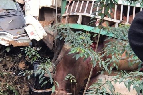 Quảng Bình: Xe tải chở 30 con bò lao xuống vực, tài xế tử vong
