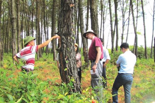 Phấn đấu đến năm 2030 có 1 triệu ha rừng đạt chứng chỉ bền vững