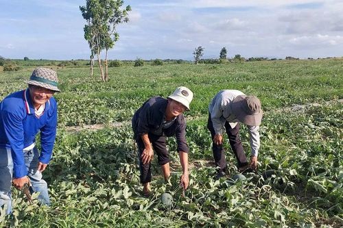 Dưa hấu mất mùa mất giá, nông dân lỗ nặng bỏ dưa cho bò ăn