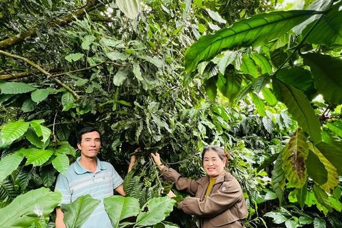 Những triệu phú trồng mắc ca ở Sơn Lang