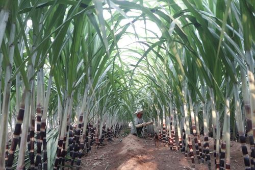 203 hộ dân được hỗ trợ chuyển đổi cơ cấu cây trồng