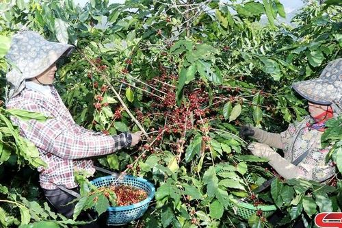 Nghề thu hái cà phê