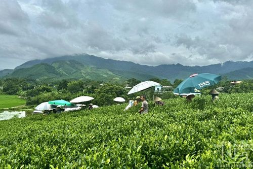 Chè Tân Tiến vượt 'lũy tre làng'