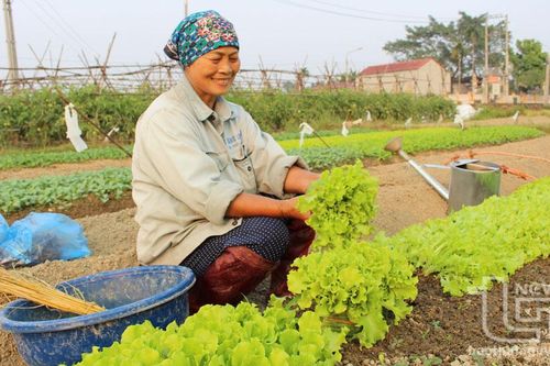 Về vùng sản xuất cây giống Việt Trà