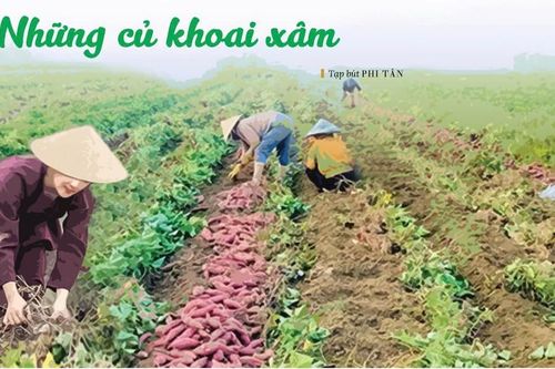 Những củ khoai xâm