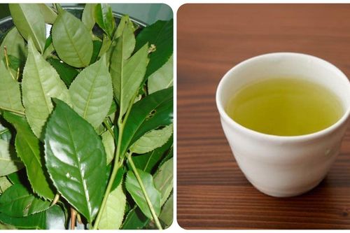 Có nên uống nước chè tươi để qua đêm?