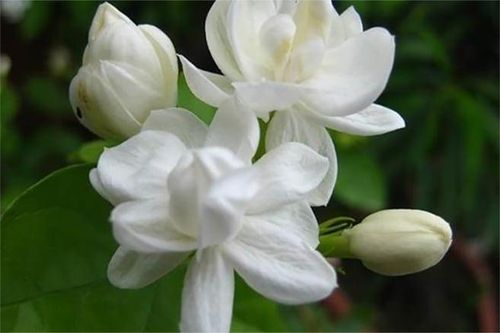 Trồng hoa nhài cần nhớ 4 mẹo này để hoa nở quanh năm, bông to thơm ngát