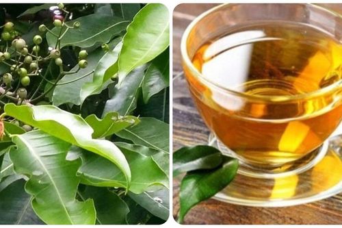 Lợi ích khi uống nước lá vối hàng ngày không phải ai cũng biết