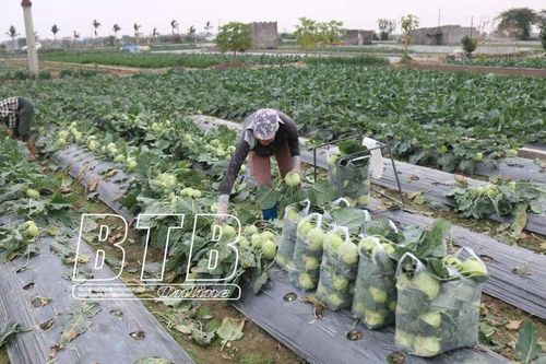 Thái Bình hướng tới phát triển nông nghiệp bền vững