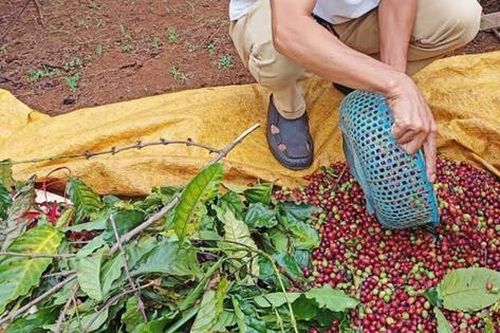 Công an khuyến cáo người dân cảnh giác trộm cắp cà phê