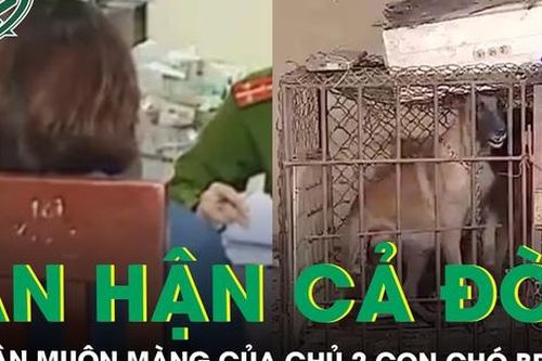 Nỗi ân hận muộn màng của chủ 2 con chó becgie cắn bé gái 5 tuổi tử vong ở Vĩnh Phúc