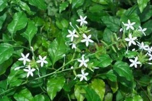 Bài thuốc từ bạch hoa xà thiệt thảo